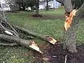 Baumwurf i.e.S: Abgerissene Hauptäste