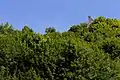 Schloss (Zugang gesperrt)