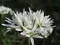 Allium ursinum