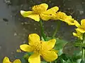 Caltha palustris