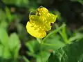 Ranunculus auricomus