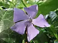 Vinca minor