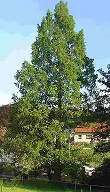 Chines. Wassertanne, Urweltmammutbaum (Metasequoia glyptostroboides)