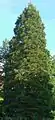 Küstensequoia, Küstenmammutbaum(Sequoia sempervirens)