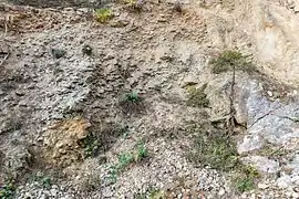 Schichtfolge