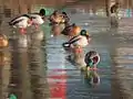 Enten auf der zugefrorenen Saar