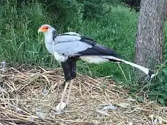 Sekretär