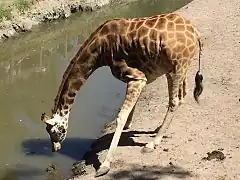 Trinkende Giraffe