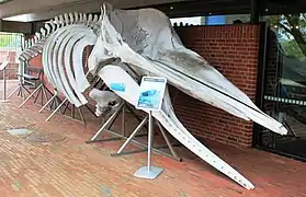 Walskelett vor dem Museum