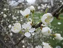Blüten der Kirschpflaume (Prunus cerasifera) am 19. März 2018, Commons: Frühling 2018 im Gartenschaupark Hockenheim