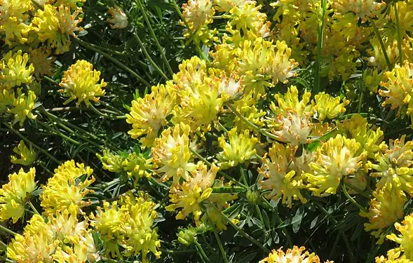 Echter Wundklee (Anthyllis vulneraria)