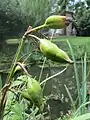 Iris pseudacorus