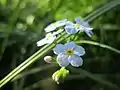 Myosotis scorpioides