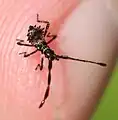 frisch geschlüpfte Nymphe (Dorsalansicht)