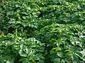 Pferdeeppich (maceron potager)