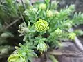 Euphorbia seguieriana