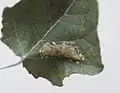 Blattoberseite einer Silber-Pappel mit Platzmine einer Raupe