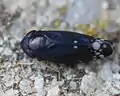 blauschwarze Form