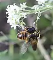 Weibchen, Blick auf Thorax und Kopf