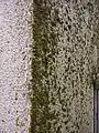 Verputzte Wand mit Grünbelag