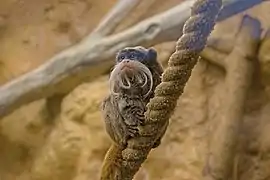 Kaiserschnurrbarttamarin (Saguinus imperator)