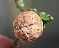 Eichengalle mit Löchern nach dem Schlüpfen der Gallwespen