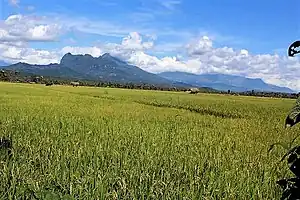 Reisfelder in Helesu