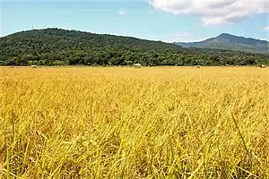 Reisfelder in AidabaletenEstrada a caminho de Atabae2.jpg
