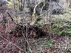 NSG Sumpfgebiet im Ölbachtal
