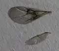 Flügel einer Gallwespe (geschlechtliche Generation)