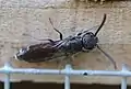 Weibchen vor Insektenhotel
