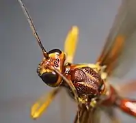 Kopf und Thorax von seitlich oben