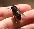 Männchen auf einer Hand