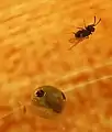 Parasitiertes Ei mit 2 Austrittslöchern von Encyrtidae