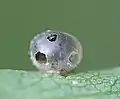 Parasitiertes Ei mit 3 Austrittslöchern