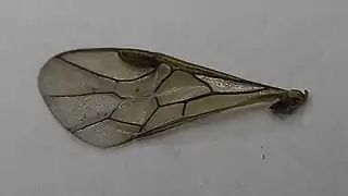 ♀ Vorderflügel