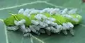 Raupe mit ca. 60 austretenden Parasitenlarven der Brackwespen-Art Cotesia affinis