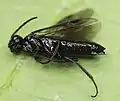 Ventraler Habitus