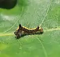 Raupe