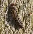 Larve von Dasytes aeratus Anfang Oktober an einem Platanenstamm
