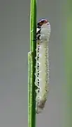 Larve mit dunklen Flecken; Seitenansicht