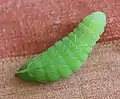 Präpuppe