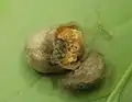 Deckel des inneren Kokons geöffnet