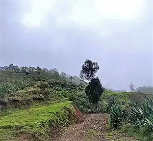 In Liurai