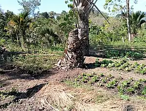 Gartenbau in Ogues