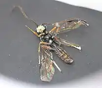 ♂ Ventralansicht