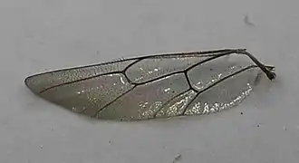 ♂ Hinterflügel
