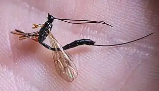 ♀ Seitenansicht