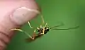 Frontansicht ♂