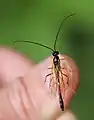Dorsalansicht ♂